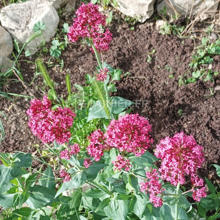 Valériane blanche et rouge, Centranthus ruber mélange image